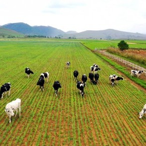 Nhiều khu vực ở Hà Nội sẽ không được phát triển chăn nuôi