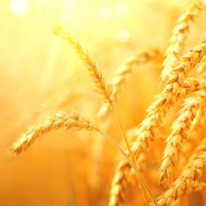 Năm 2021 sẽ có giống lúa chịu mặn trồng được trên biển