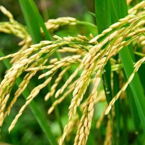 Dự báo sản lượng và tiêu thụ gạo toàn cầu năm 2020/21 sẽ cao kỷ lục